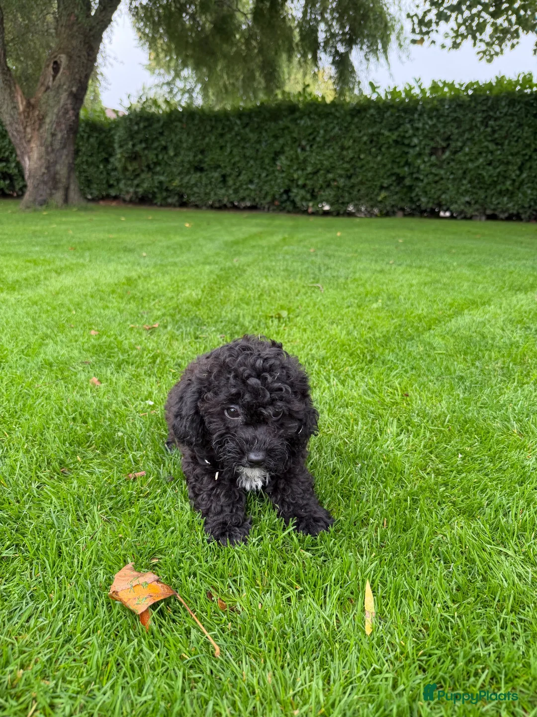 Kruising honden te koop: Boomer x Poedel (Boompoo) pups - Advertentie 2