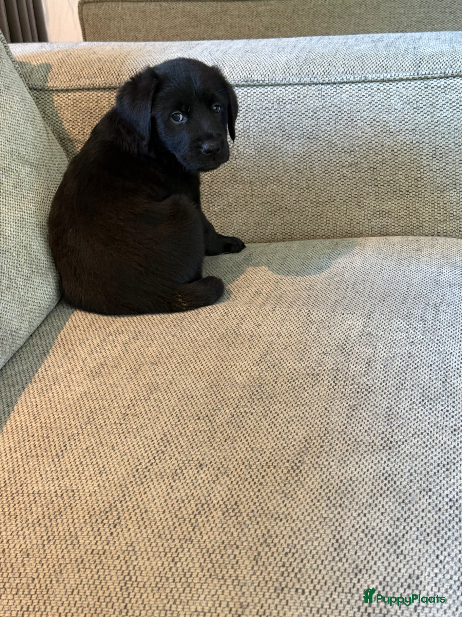 Labrador Retriever honden Labrador puppy’s nog teefje beschikbaar  - Advertentie 2