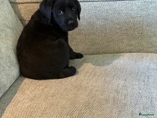 Labrador Retriever honden Labrador puppy’s nog teefje beschikbaar - Advertentie 2