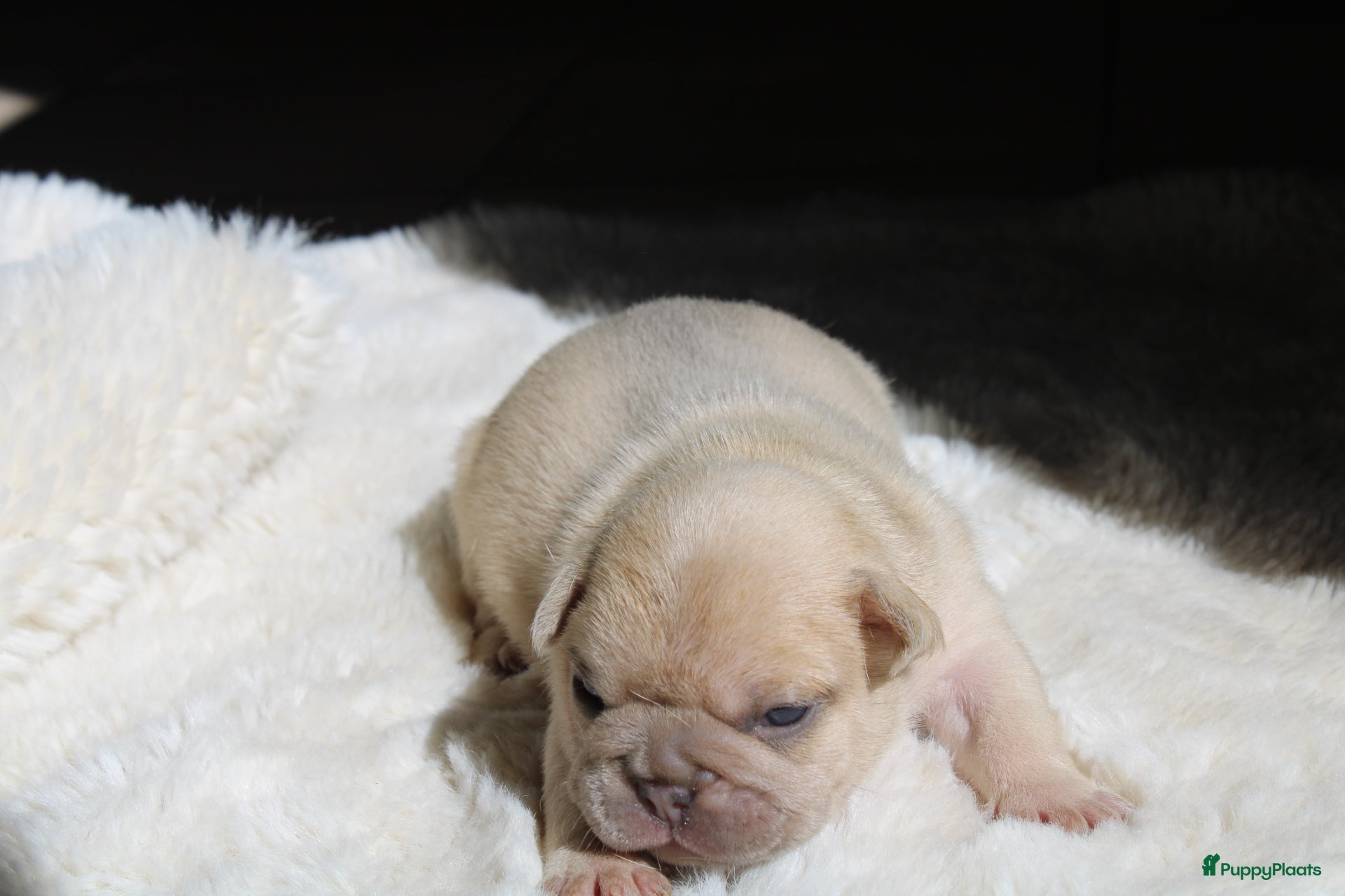 Franse Bulldog honden Franse Bulldog pups België  - Advertentie 3