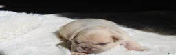 Franse Bulldog honden te koop: Franse Bulldog pups België  - Advertentie 1