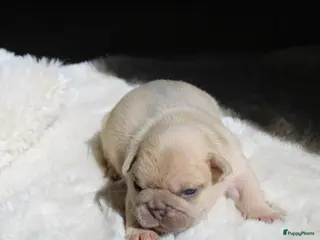 Franse Bulldog honden Franse Bulldog pups België - Advertentie 3