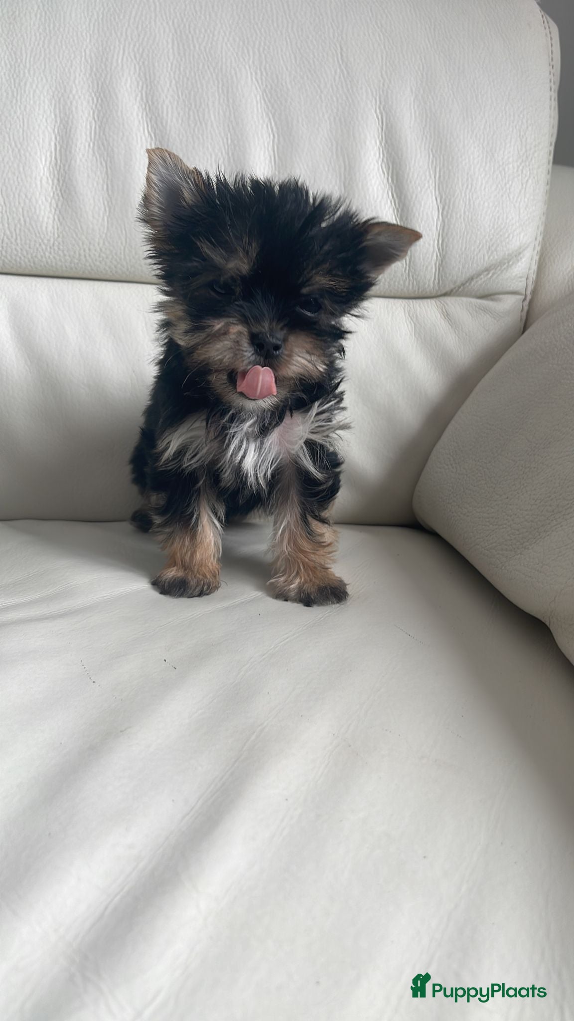 Yorkshire Terriër honden Mini Yorkshire Terrier puppy’s beschikbaar - Advertentie 1