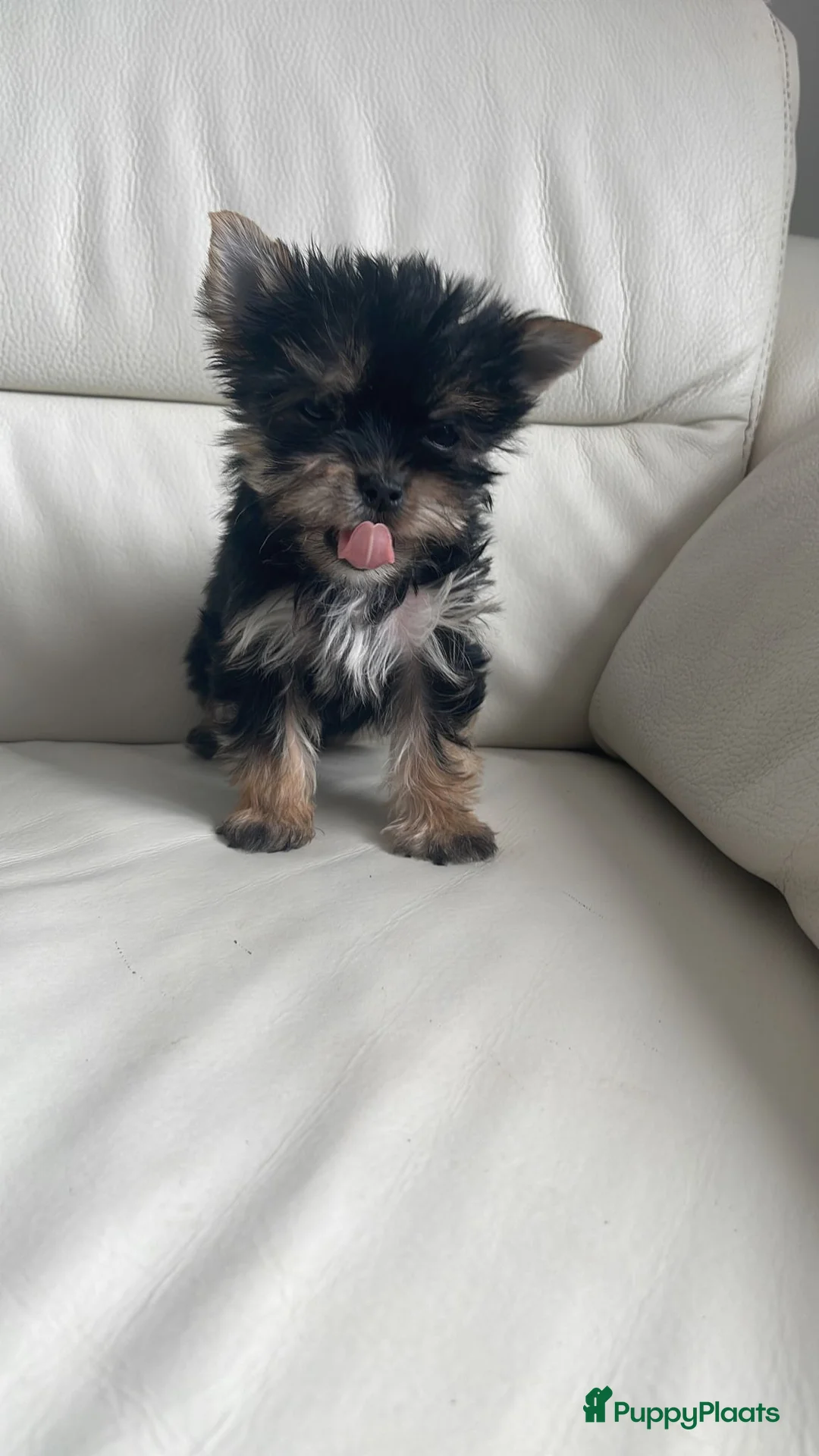 Yorkshire Terriër honden te koop: Mini Yorkshire Terrier puppy’s beschikbaar - Advertentie 1