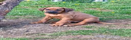 Rhodesian Ridgeback honden te koop: Rhodesian Ridgeback puppy's - Advertentie 3