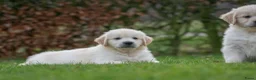 Golden Retriever honden te koop: prachtige golden retriever pups - Advertentie 11