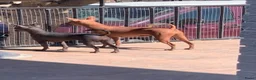 Peruaanse Naakthond honden te koop: Peruaanse miniatuur naakthond  - Advertentie 1