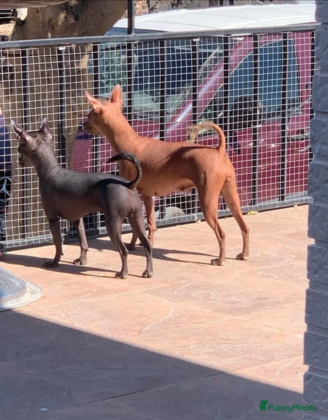 Peruaanse Naakthond honden te koop: Peruaanse miniatuur naakthond  - Advertentie 1