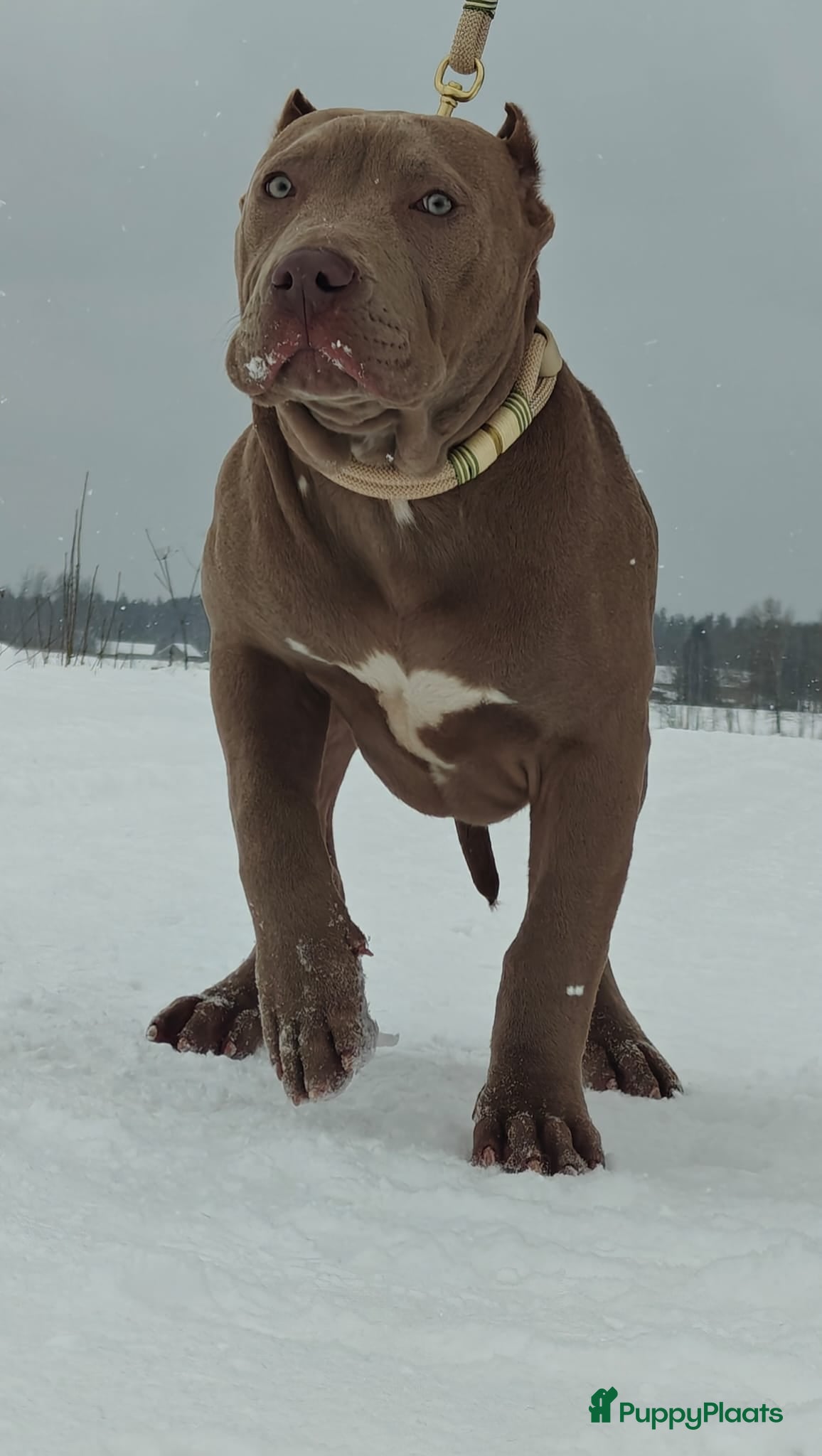 Amerikaanse Bully honden American bully XXl  - Advertentie 2