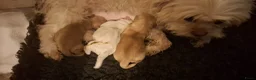 Maltipoo honden te koop: ❤️ UNIEKE maltipoo pup - 1 REUTJE BESCHIKBAAR ❤️ - Advertentie 4