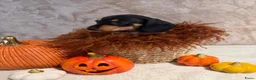 Teckel (korthaar)  honden te koop: Prachtige dwerg teckeltjes  - Advertentie 1
