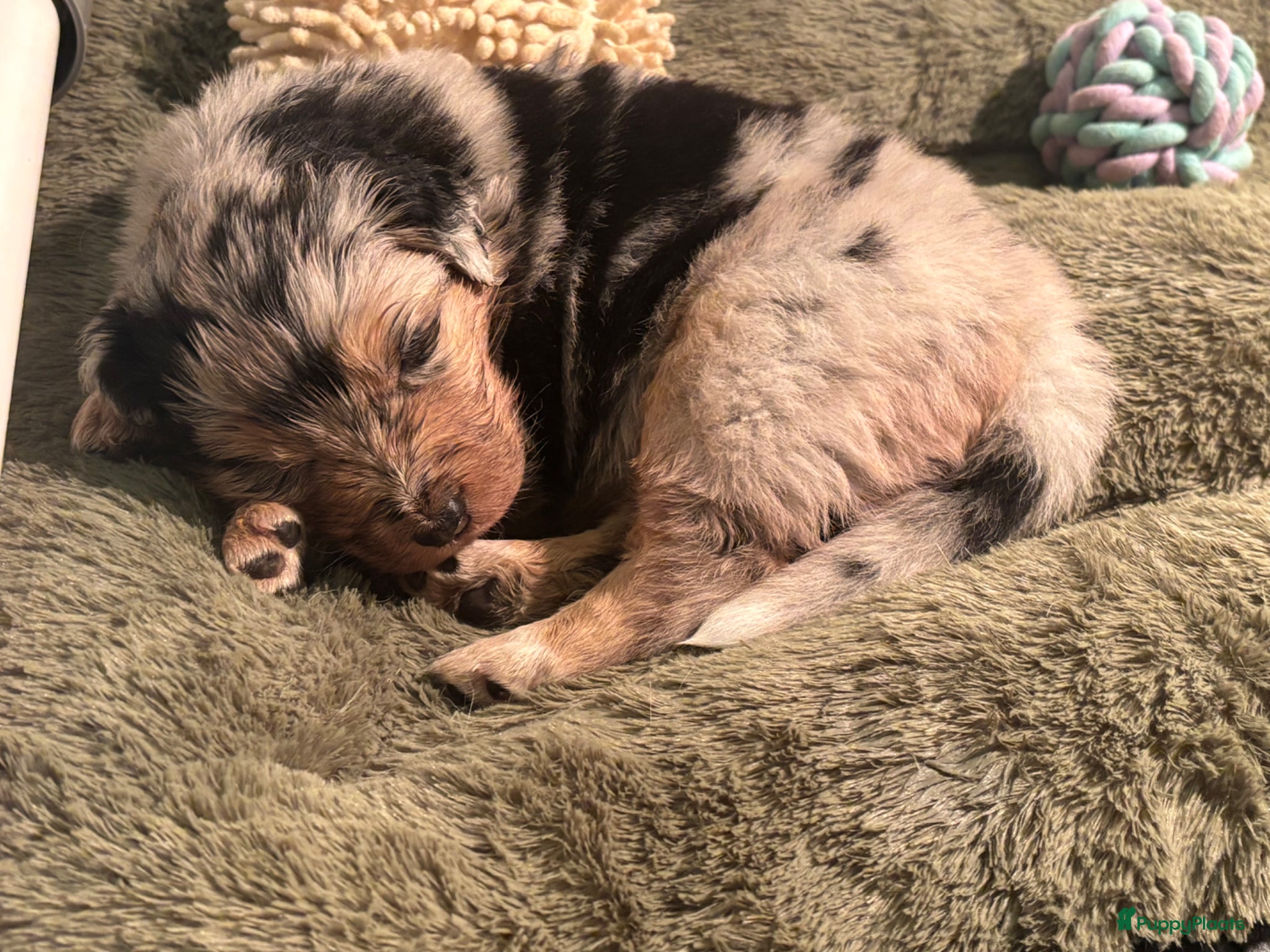Australian Shepherd honden Australische herder pup 1 blue merle teef  - Advertentie 1