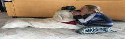 Kruising honden te koop: Australian Goldendoodle pups voor Autisme ADHD - Advertentie 5
