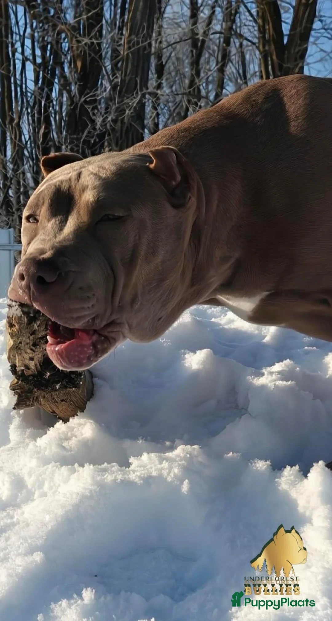 Amerikaanse Bully honden te koop: American bully XXl  - Advertentie 8