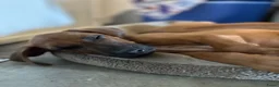 Rhodesian Ridgeback honden te koop: 10 prachtige Rhodesian Ridgeback pups te koop - Advertentie 13