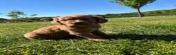 Kruising honden te koop: Kruising Labrador met Golden retriever - Advertentie 24