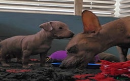 Mexicaanse Naakthond honden te koop: Mexicaanse Naakthond Miniatuur, Xolo, met vacht - Afbeelding 11