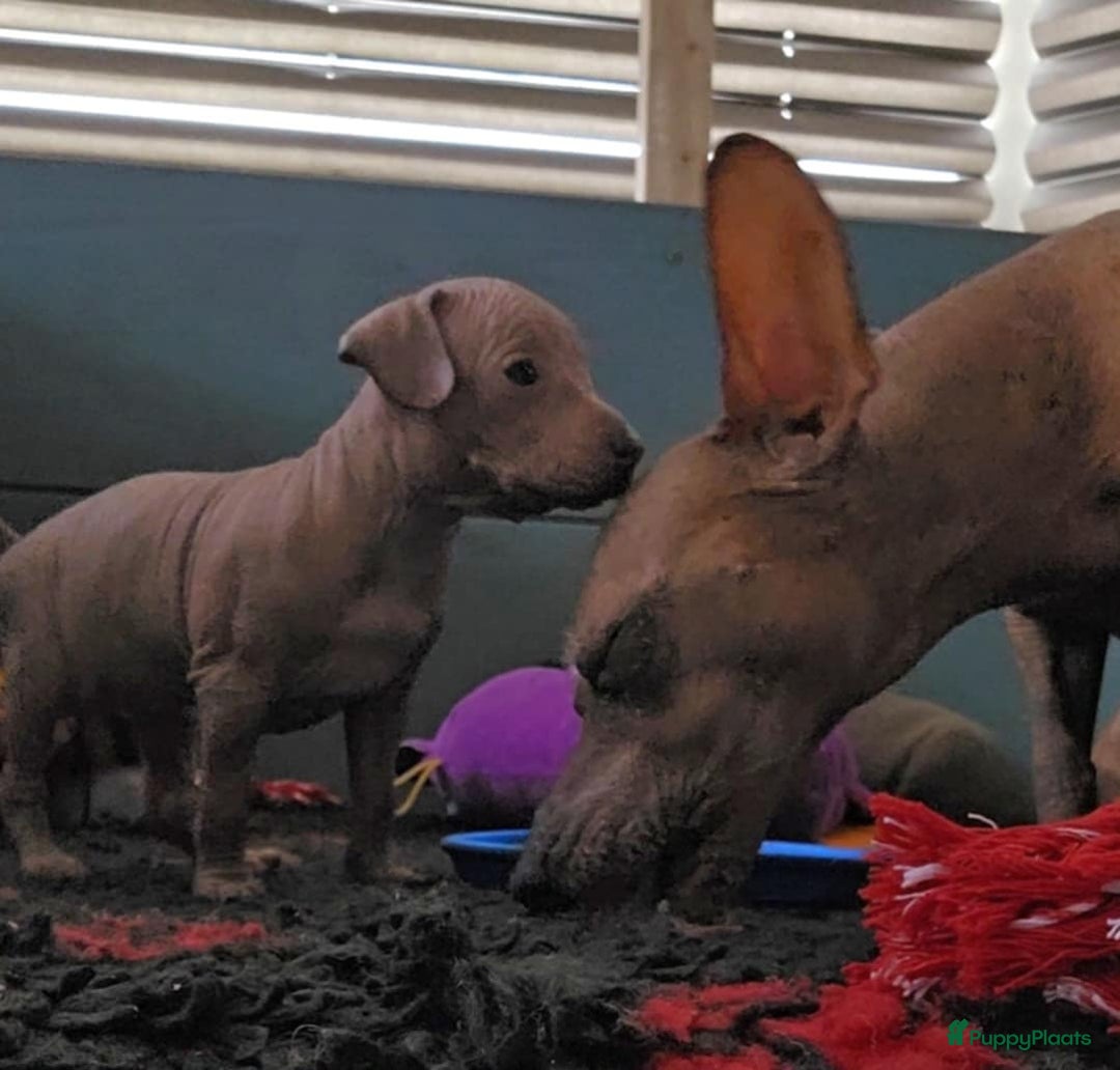 Mexicaanse Naakthond honden te koop: Mexicaanse Naakthond Miniatuur, Xolo, met vacht - Afbeelding 11