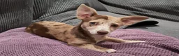 Pomchi honden te koop: Lieve pup zoek huisje  - Advertentie 2