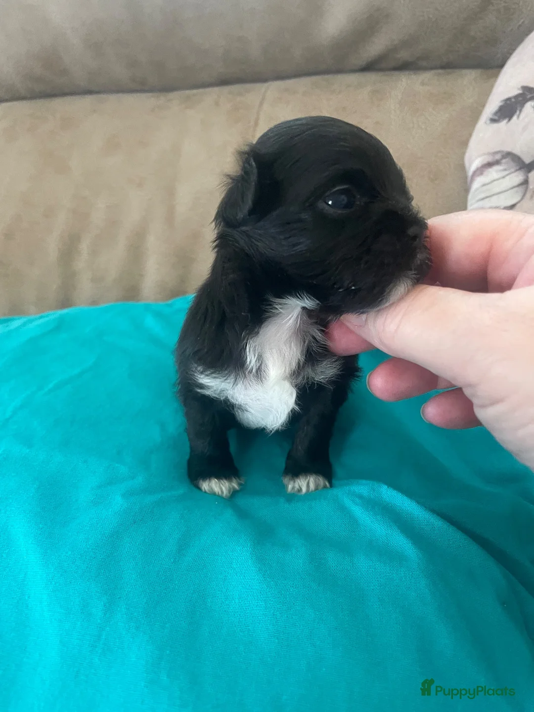 Maltipoo honden te koop: Maltipoo puppy’s te koop - Advertentie 1