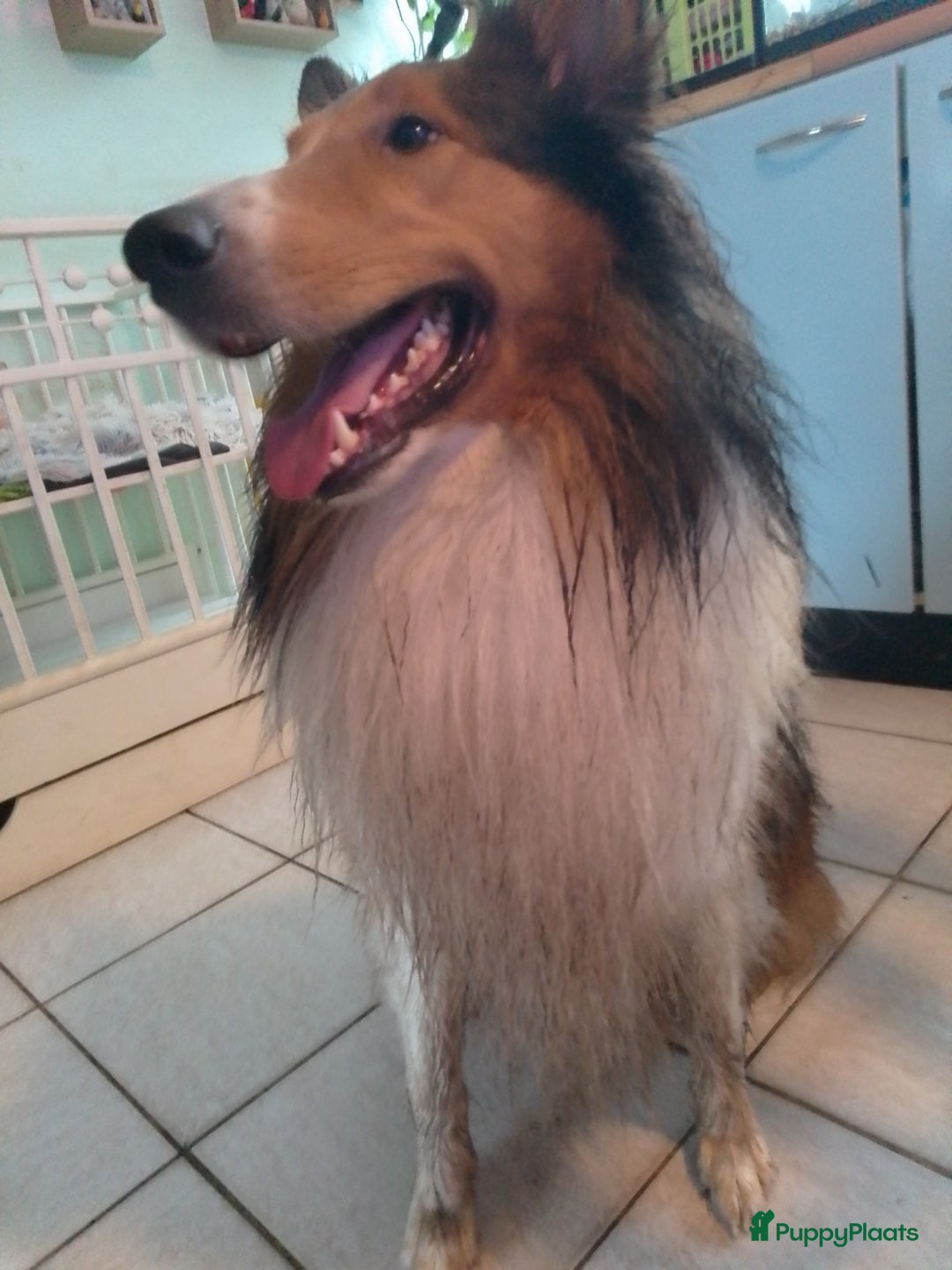 Schotse Herdershond langhaar honden ter dekking: DEKREU SCHOTSE COLLIE in Helmond - Advertentie 3