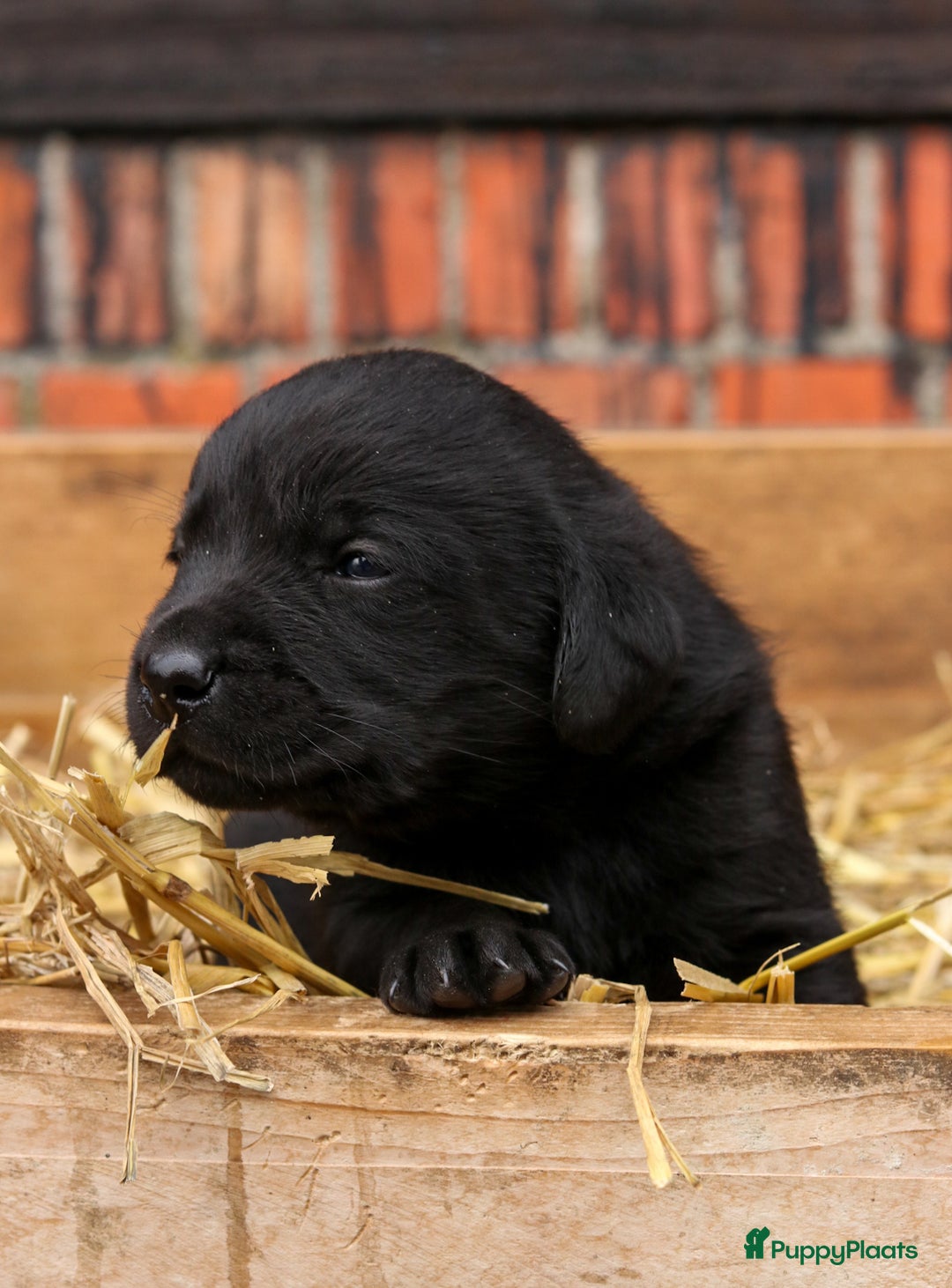 Labrador Retriever honden te koop: Prachtige sociale labrador pups te koop - Advertentie 10