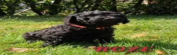 Poedel honden te koop: Prachtig nest zwarte Grote Poedel reutjes! - Advertentie 8