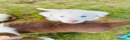 Border Collie honden te koop: Nog 2 mooie border collie dametjes - Advertentie 8