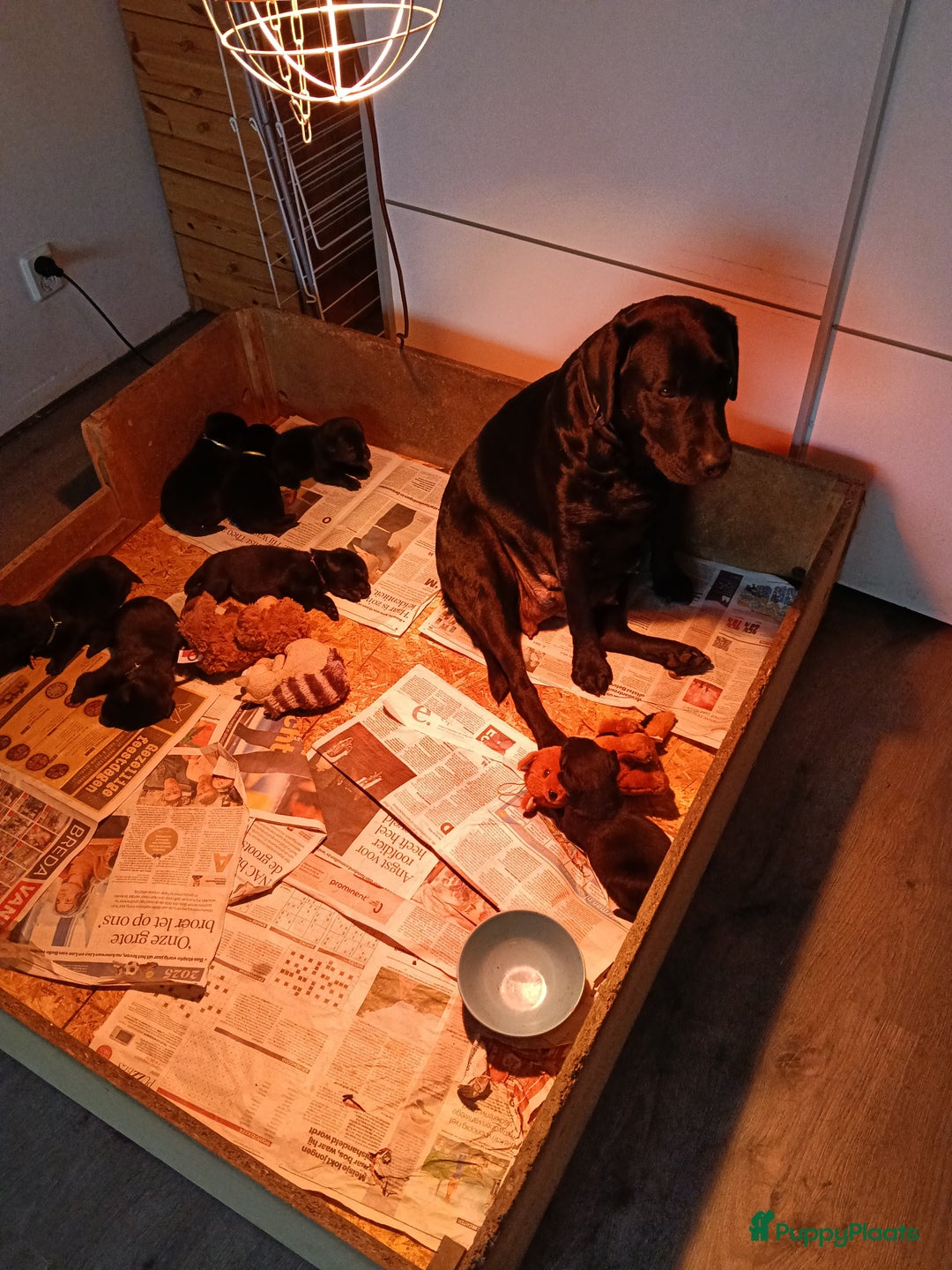 Labrador Retriever honden te koop: Raszuivere labradors - Advertentie 7