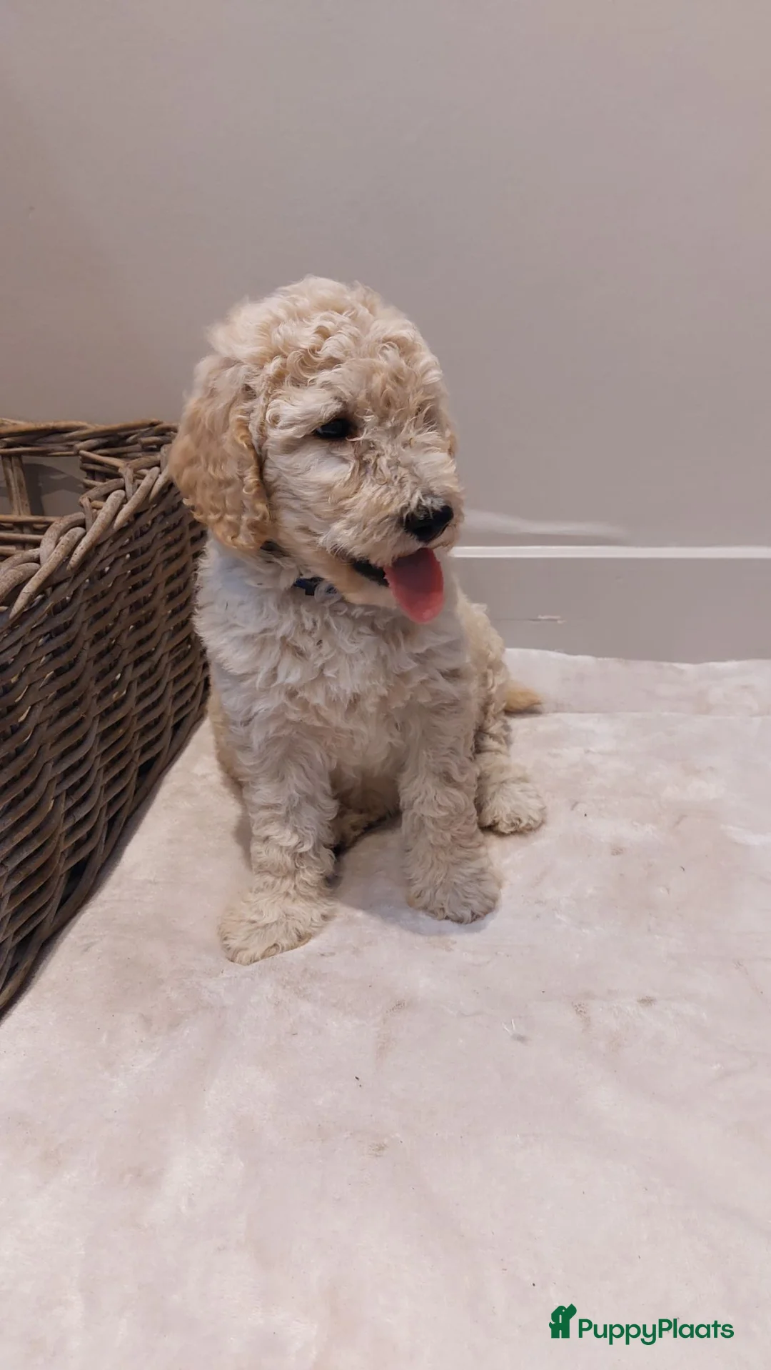 Labradoodle honden te koop: Nog 2 knappe labradoodles  - Advertentie 10