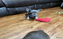 Franse Bulldog honden ter adoptie: Franse bulldog-puppy's ter adoptie - Afbeelding 7