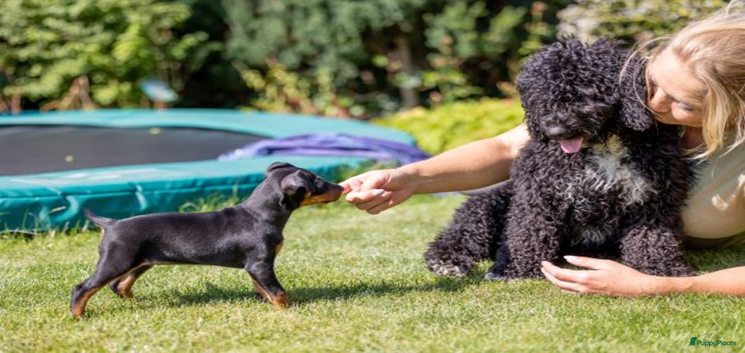 Galerij afbeelding {{count}}