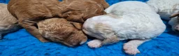 Cockapoo honden te koop: Cockapoo F2b pups - Advertentie 9