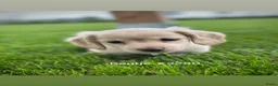 Teckel (langhaar) honden te koop: Langharige kleurrijke teckel pups blond/cream - Advertentie 4