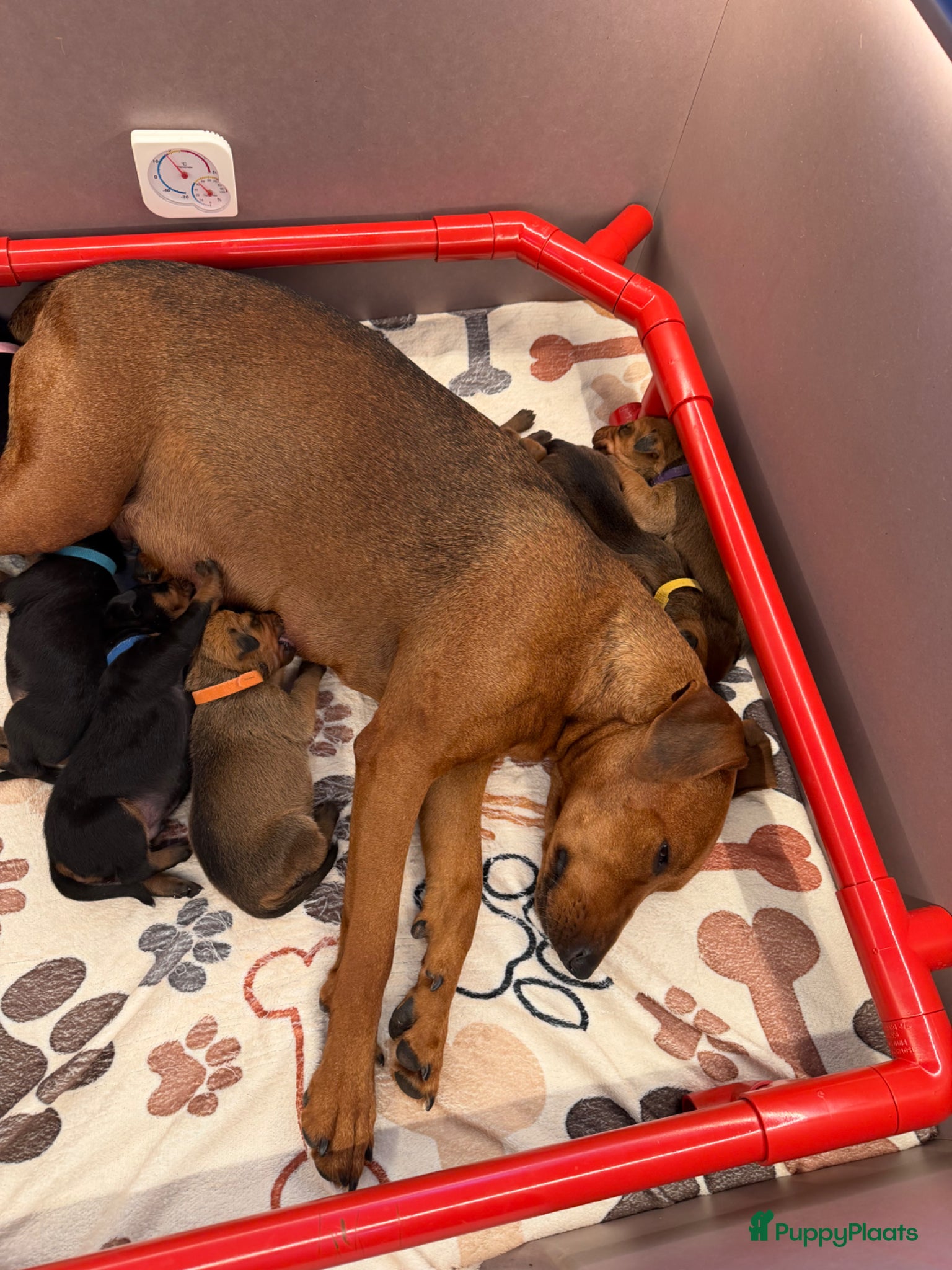 Duitse Pinscher honden Huiselijke omgeving opgegroeid  - Advertentie 1