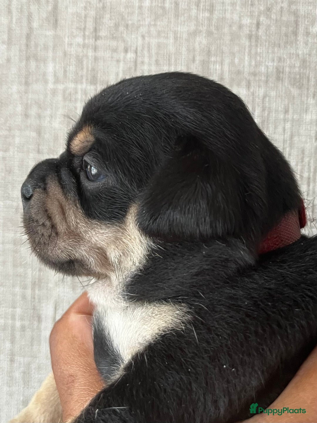 Dwergpinscher honden te koop: Carlin Pinscher Puppy’s te koop - Afbeelding 12