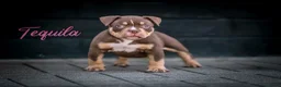 Amerikaanse Bully honden te koop: Amerikaanse pocket bully teefjes  - Advertentie 23