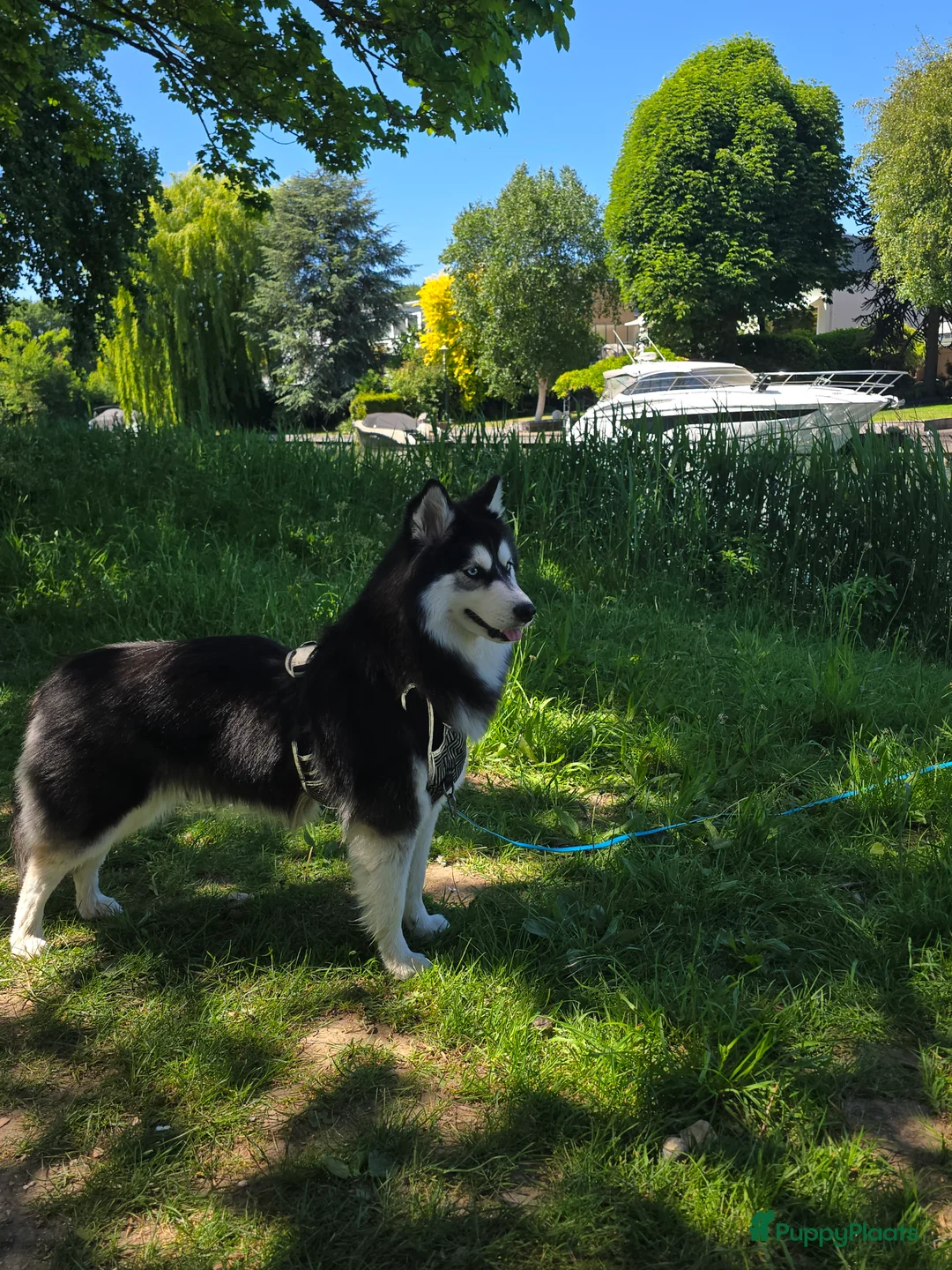 Pomsky honden te koop: Pomsky puppy's  met Husky looks - Advertentie 8