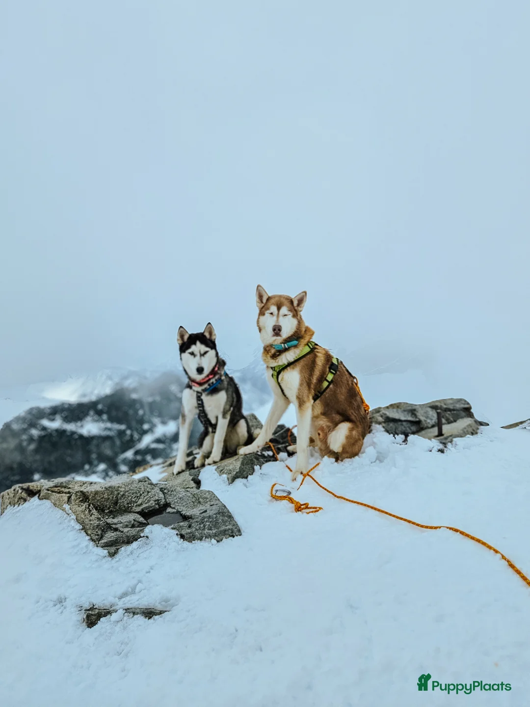 Siberische Husky honden ter dekking: Licht rode dekreu ter aanbieding in Roeselare - Advertentie 6