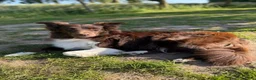 Australian Shepherd honden te koop: Australian shepherd pups ( nog 3 beschikbaar  - Advertentie 12
