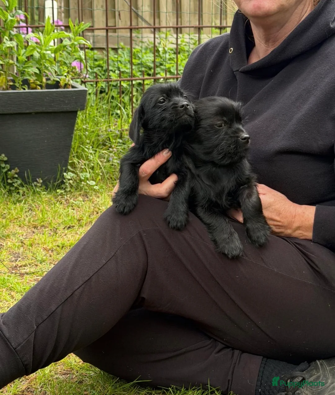 Kruising honden te koop: 2 prachtige Schweenie’s 🎀🎀 (shihtzu/dwergteckel  - Advertentie 2