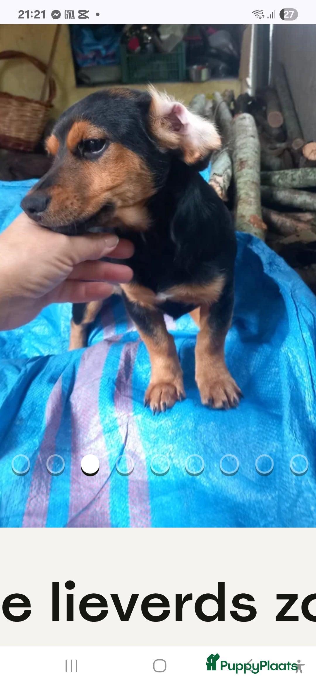 Kruising honden te koop: Luna italiaanse pup zoekt baasje - Advertentie 1