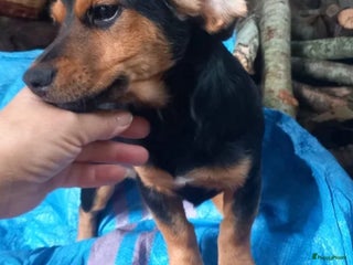 Kruising honden Luna italiaanse pup zoekt baasje - Advertentie 1