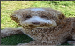 Australian Labradoodle honden te koop: Australian Labradoodle pups in Strijen - Afbeelding 10