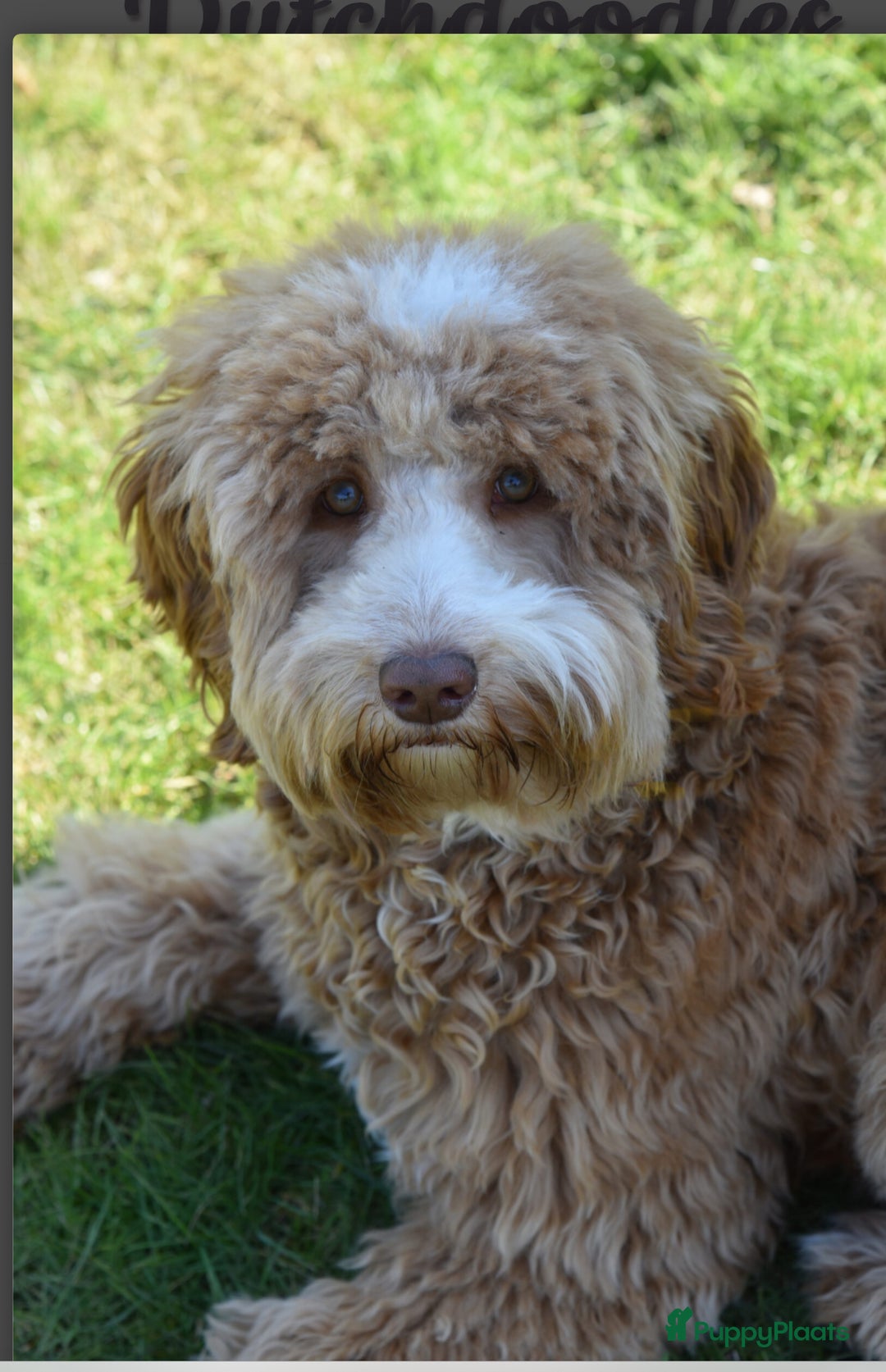 Australian Labradoodle honden te koop: Australian Labradoodle pups in Strijen - Afbeelding 10