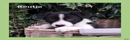 Border Collie honden te koop: Lieve border collie pups - Advertentie 6
