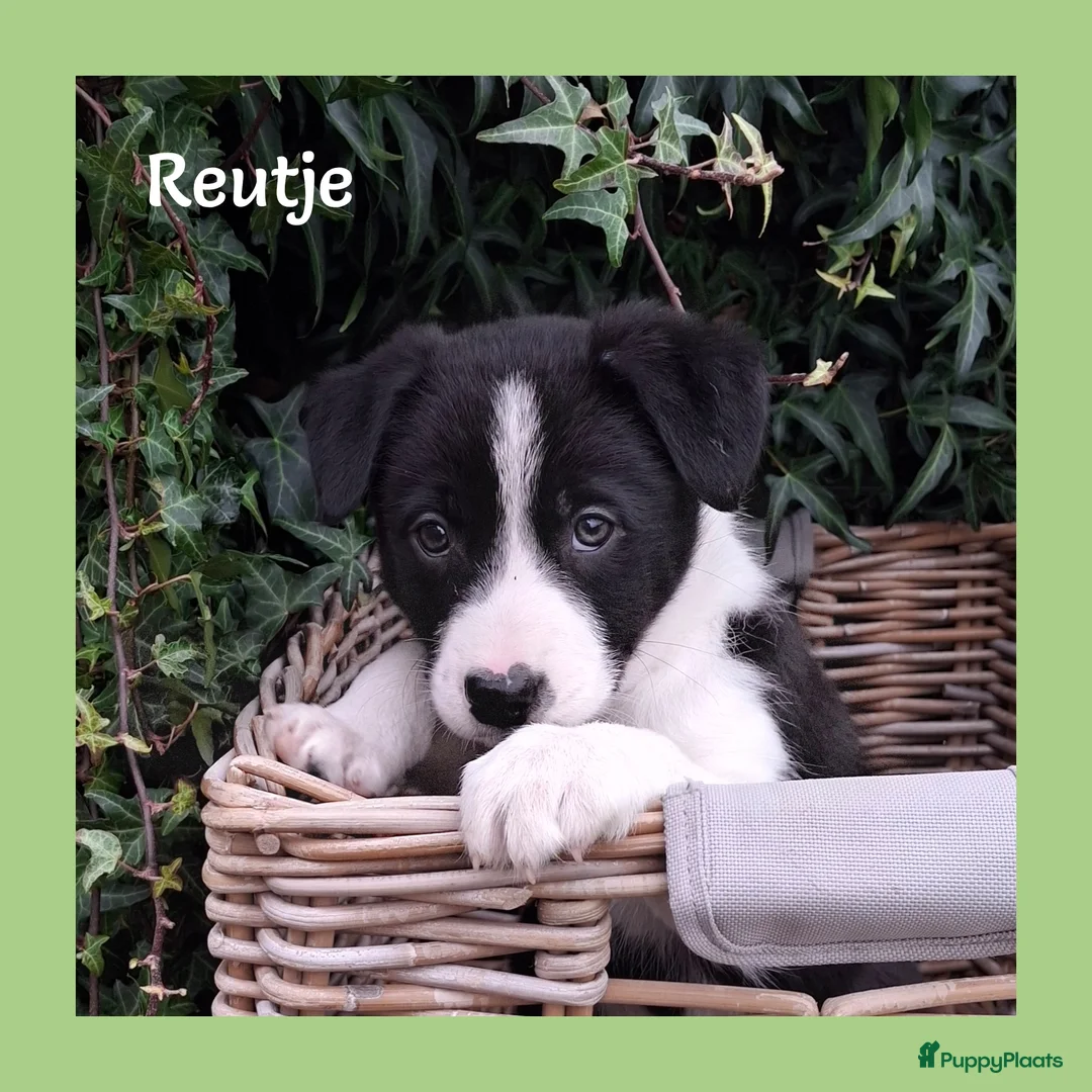 Border Collie honden te koop: Lieve border collie pups - Advertentie 6