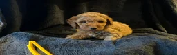 Australian Labradoodle honden te koop: Australian Labradoodle Pups  - Advertentie 9