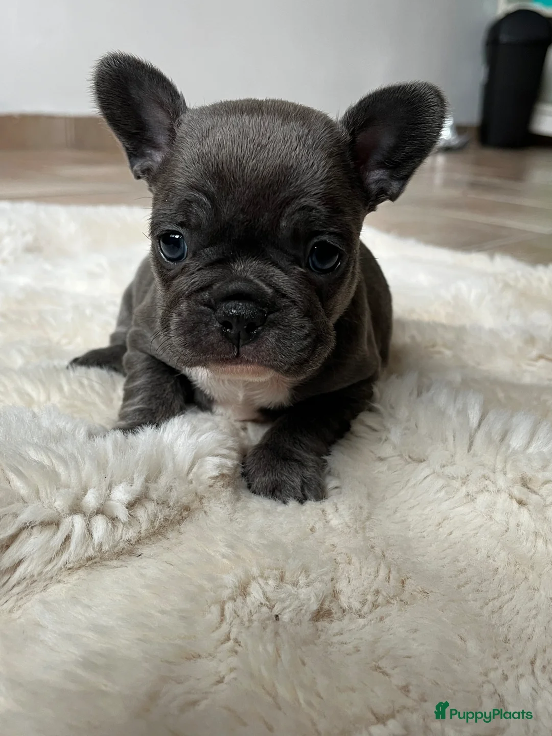 Franse Bulldog honden te koop: Franse Bulldog pups goed opgevoed België  - Advertentie 2