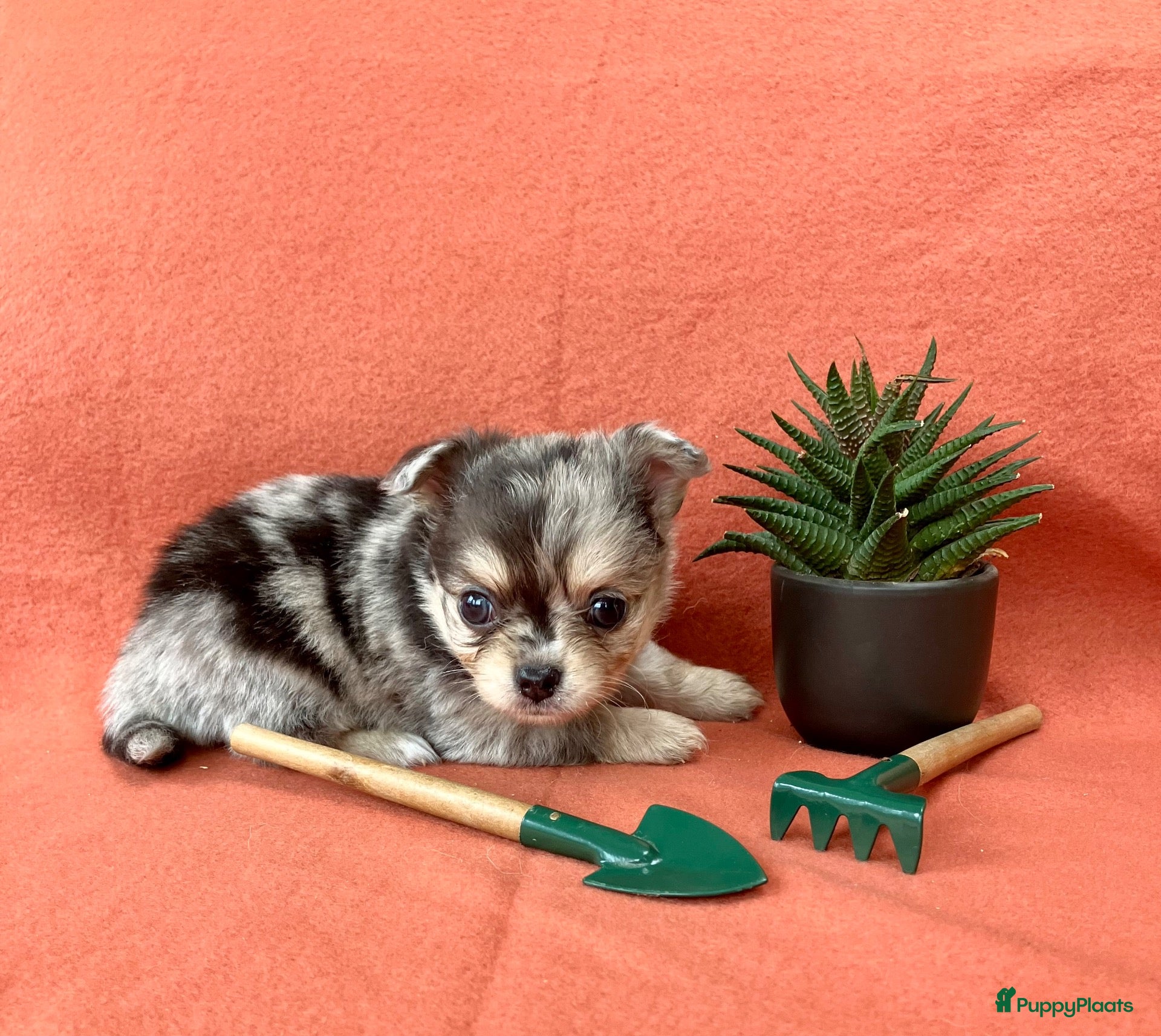 Pomchi honden 75% chihuahua/25% Pomeriaan pups zoeken huisje - Advertentie 3